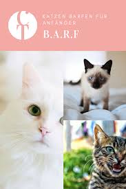 Katzen Barfen Fur Anfanger Teil 1 Calistas Traum Katzen Ernahrung Katzen Katzen Korpersprache