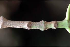 Image result for Hymenodictyon