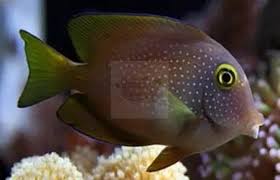 Image result for Oxyanthus strigosus