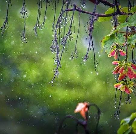 GIỌT MƯA NG&Acirc;U Mưa rơi giọt ngắn giọt d&agrave;i. Như than, như thở với ai trong l&ograve;ng. Giọt d&agrave;i, ở t&iacute;t tr&ecirc;n kh&ocirc;ng. Giọt ngắn, rơi xuống m&ecirc;nh m&ocirc;ng ng&agrave;y buồn. ***