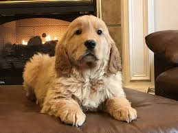 New videos of the pups posted to our website. Golden Retriever Puppies For Sale Johnson City Tn 184384