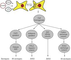 Image result for Blue 1998 AAV