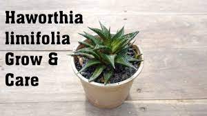 Succulent Haworthia Limifolia Plant Grow And Caring Tips Plants Plant Care Succulents