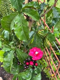 Image result for Stictocardia