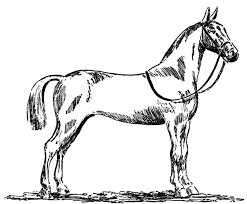 Realistic horse coloring pages, pages for adults, simple pages … Realistic Wild Horse Coloring Pages Novocom Top
