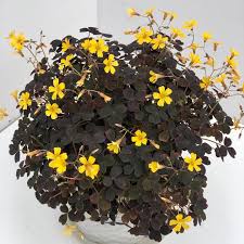 Great for a fun filler in mixed containers! Railya Oxalis Vulcanicola Ssp Plum Crazy Sport Oxalis Facebook