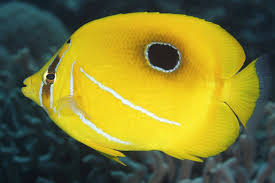 Weight distribution is important to consider. Pin On Aquarium