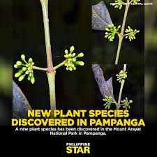 Image result for Pyrostria