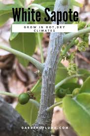 Growing White Sapote Sapote White Sapote Dry Climates