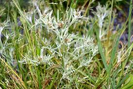 Image result for Gnaphalium unionis