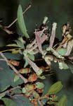 Image result for Tapinanthus erianthus