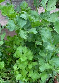 Image result for Apium graveolens