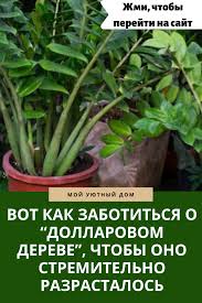 янтарная кислота для комнатных растений в таблетках как применять Cvety Domashnie Rasteniya V 2020 G Gidroponnoe Sadovodstvo Rasteniya Sad V Gorshke