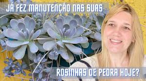 È la prima telenovela brasiliana coprodotta da mediaset. Quer Salvar Sua Rosinha De Pedra Cuidados De Cultivo E Manutencao Nossa Vida E Sem Frescuras Youtube