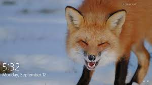 Windows 10 Has Some Pretty Adorable Pictures On The Lock Screen Sometimes Fox Red Fox Pet Fox