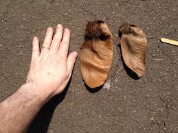 Image result for Centrolobium