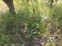 Image result for Pleiotaxis