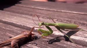 We did not find results for: Praying Mantis Vs Cricket Grasshopper Macro 1080p Hd Youtube
