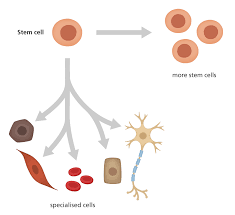What Is A Stem Cell Facts Yourgenome Org
