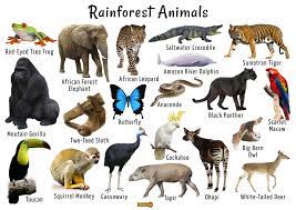 They get their nutrients from the air and water, not from the soil. Rainforest Animals List Adaptations Pictures