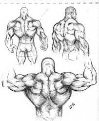 Note the shoulder joints are ahead of the spine! Back Muscles Drawing Reference Anime Novocom Top