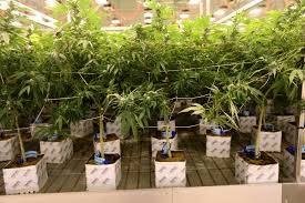 800 redfield parkway, reno, nv 89509. Nevada Issues Warning About Tainted Pot Las Vegas Review Journal