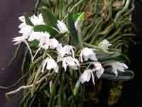 Image result for Rhipidoglossum pusillum