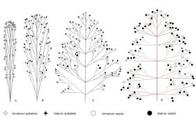 Image result for Eragrostis humidicola
