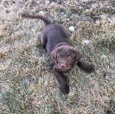 Will be up to date on shots and wormer. Akc Registered Chocolate Lab Male Puppy