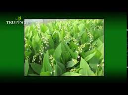 Check spelling or type a new query. Le Muguet Planter Et Entretenir Ses Brins De Muguet Ou Muguet En Pot Truffaut Youtube