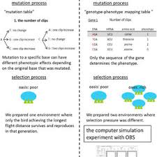 Mut s scans the dna and recognizes mismatches from the distortion formed by the unpaired bases. Pdf Origami Bird Simulator A Teaching Resource Linking Natural Selection And Speciation