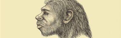 Erectus than to australopithecines, such as lucy. Is Homo Naledi A New Species Of Human Ancestor Answers In Genesis