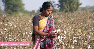 The finding was the first verdict from a federal jury in thousands of similar cases against the. Indian Cotton Farmers Defy Monsanto With Native Seeds