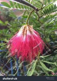 Image result for Calliandra tweedii