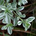 Image result for Pearsonia sessilifolia