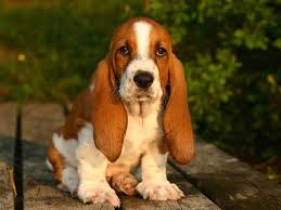 Black And White Basset Hound Puppy Baby White And Brown Basset Hound Puppies Basset Hound Puppy Basset Dog Hound Puppies