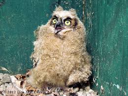 However, some owls, like the powerful owl, are territorial and attacks on humans have very occasionally been reported. The Great Horned Owl Greatest Adirondack Predator The Adirondack Almanack