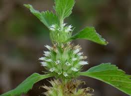 Image result for Leucas neuflizeana