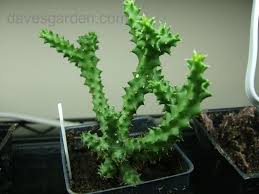 Image result for Ceropegia plocamoides