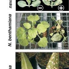 Recessed lighting is a popular style of home lighting characterized by lights set inside of a ceiling or wall. Pdf Advances In Understanding Recessive Resistance To Plant Viruses