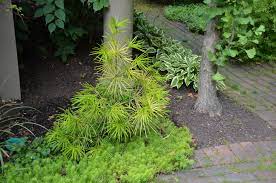 Unusual Forms Of Umbrella Pine Are Really Cool What Grows There Hugh Conlon Horticulturalist Professor Lecturer And Gardener