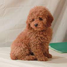 Mini Apricot Poodle Akc Poodles Scarlet S Fancy Poodles Poodle Puppies For Sale Dog Training Toy Poodle Puppies