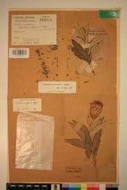 Image result for Pleiotaxis