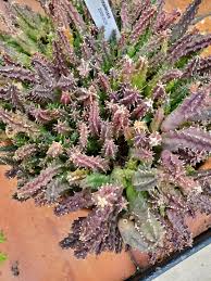Image result for Euphorbia transvaalensis