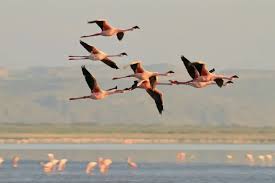 Saving a Long-billed Tailorbird with the Nature Tanzania