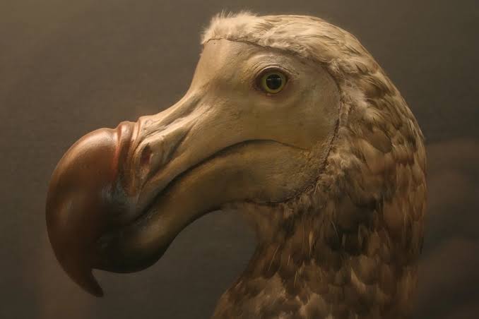 What Is Extinction? Exploring Life's End and Meaning
