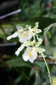 Image result for Polystachya fallax