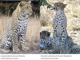 What Is The Difference Between Leopards And Cheetahs Leopards Cheetahs Cool Cats