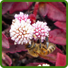 Image result for Ursinia montana