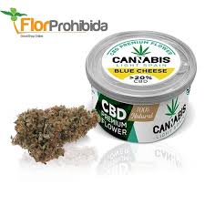 El panorama actual sobre la marihuana en españa es un tema delicado. Cogollos De Marihuana Cbd Blue Cheese Cannabis Light Spain